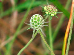 Photo165infrutescenceetcapituleenboutonsdeScabiosacolumbaria.jpg