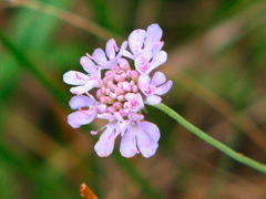 Photo166fleursscabiosacolumbaria.jpg