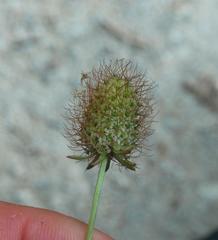 P1100642infrutescencescabiosaatropurpurea.JPG
